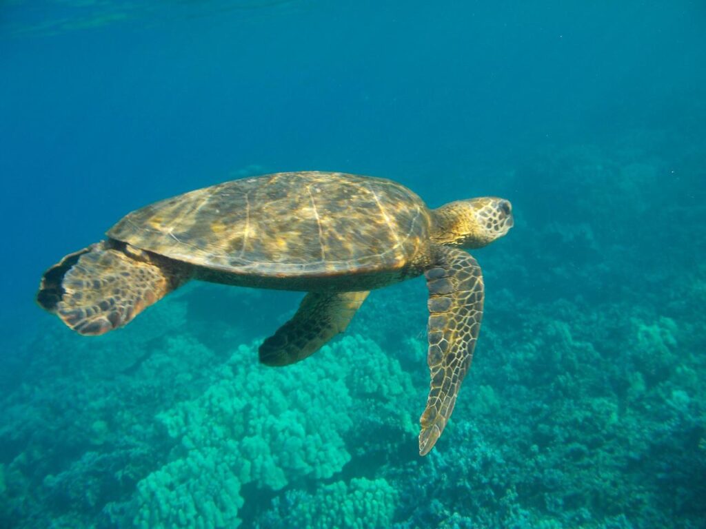 Foto från Pixabay på en havsskölpadda som simmar i blått vatten